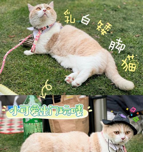 宠物小猫脚错位怎么办（教你正确处理小猫脚错位的方法和注意事项）