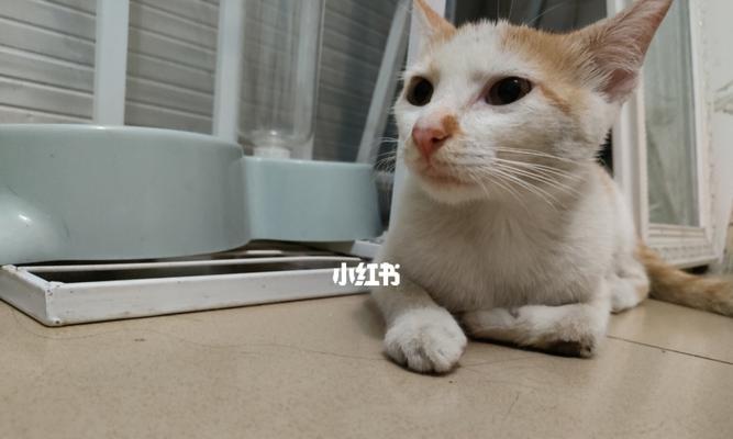 小猫脚受伤应该怎么办（宠物养护必备）