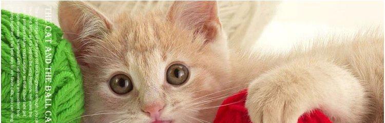 如何解决宠物小猫叫个不停的问题（让你的小猫安静下来）