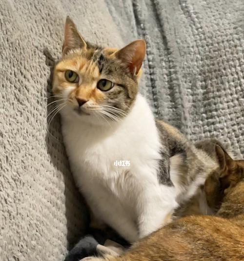 小猫喊饿了就要喂食（宠物喂养误区大揭秘）