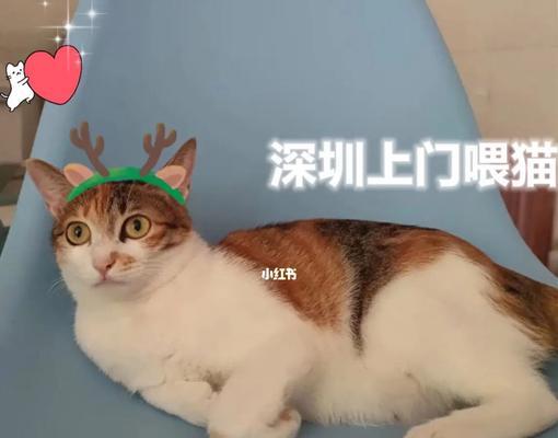 小猫喊饿了就要喂食（宠物喂养误区大揭秘）