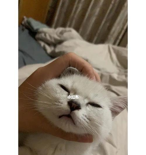 宠物咳嗽应该怎么办（以小猫叫哑了咳嗽为例）