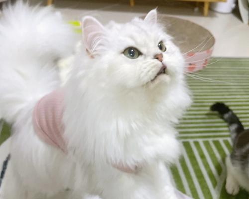 小猫截尾巴后几天会掉（探究小猫截尾巴后的恢复过程）