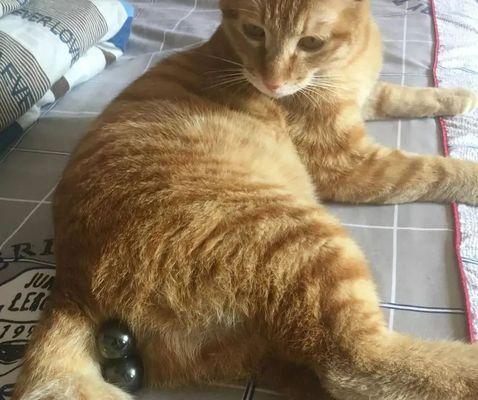 小猫绝育的必要性与注意事项（以宠物为主）