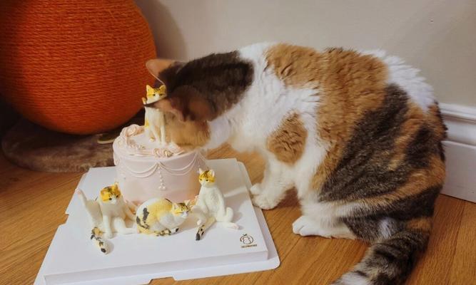 小猫能吃蛋糕吗（探讨宠物猫的饮食习惯和营养需求）