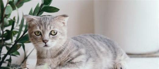 小猫的内脏食物探秘（宠物喜欢吃什么样的内脏）