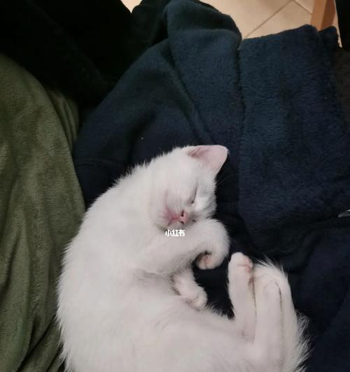 让你的小猫带着出门享受世界的美好（如何安全地带小猫出行）