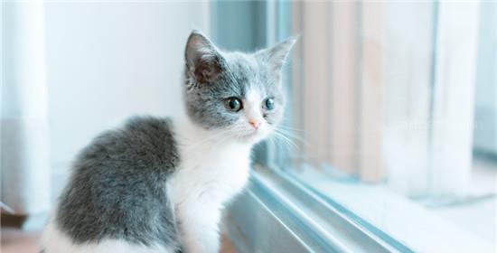 小猫拉肚子怎么办（掌握这些方法）