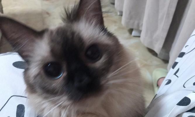 小猫拉黑色东西怎么办（宠物主人必知的急救措施）