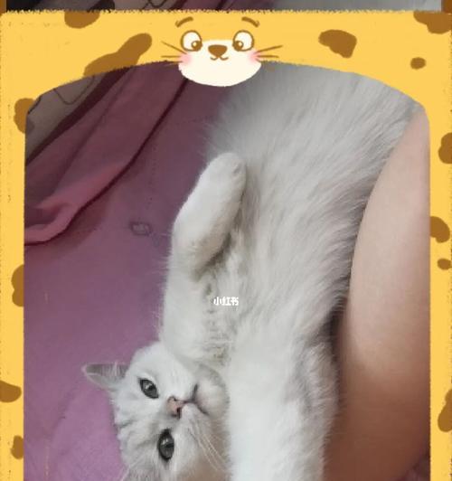 宠物小猫拉肚子脱水应对方法（如何帮助宠物小猫缓解拉肚子和脱水的问题）