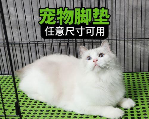 小猫拉尿频率解析（探究宠物小猫拉尿的规律及注意事项）