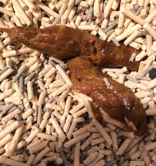 如何应对宠物小猫拉稀带血，保证其食欲不减