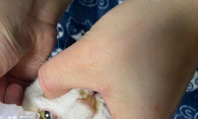小猫拉血的原因与治疗（探究宠物小猫拉血的原因及其相关治疗方法）