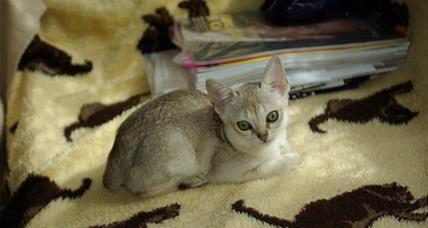 小猫拉血的原因与治疗（探究宠物小猫拉血的原因及其相关治疗方法）