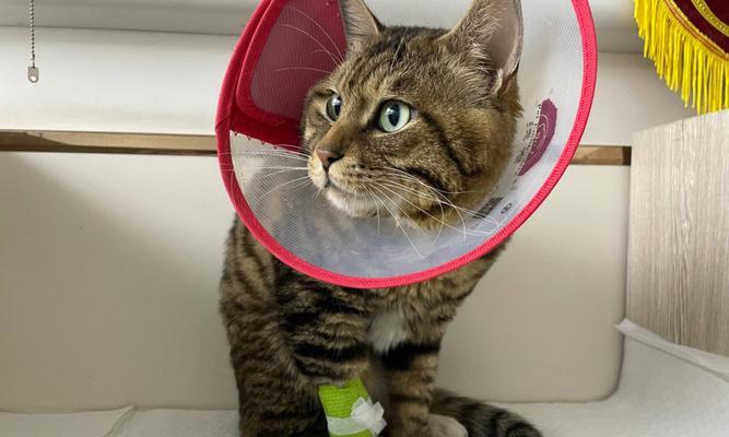 小猫拉血的原因与治疗（探究宠物小猫拉血的原因及其相关治疗方法）