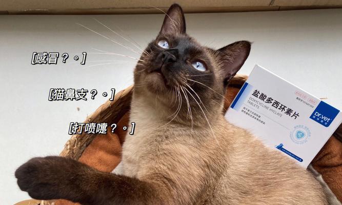 小猫老打喷嚏流鼻涕怎么办（宠物饲主必看）