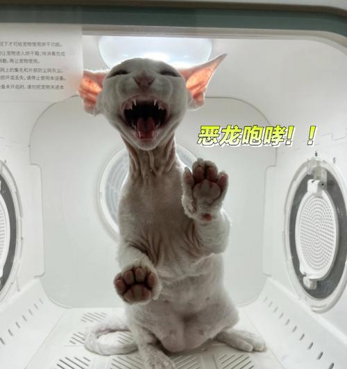 宠物的大小事——小猫老是踩到屎（如何训练小猫不踩到屎）