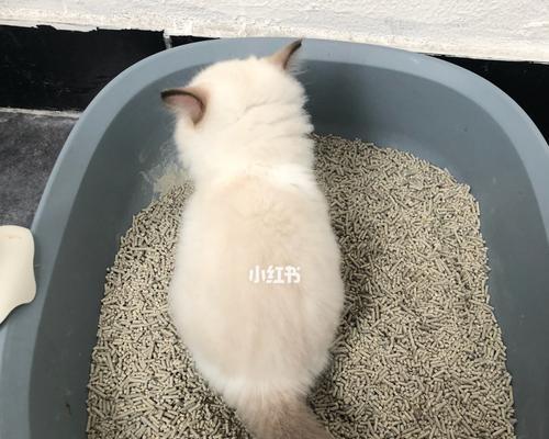 宠物的大小事——小猫老是踩到屎（如何训练小猫不踩到屎）