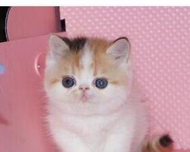如何解决宠物小猫咬和抓的问题（教你三招让小猫改掉坏习惯）