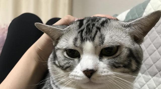 小猫老想着咬我，宠物如此还能爱吗（当我们爱上一只爱咬人的宠物）