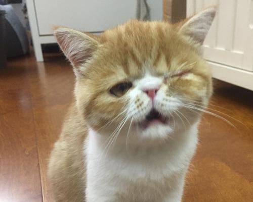 小猫泪囊炎的症状及治疗方法（了解泪囊炎）