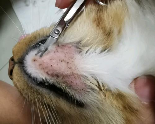 揭秘小猫脸上的黑点是什么（探究小猫脸上黑点的成因及对健康的影响）