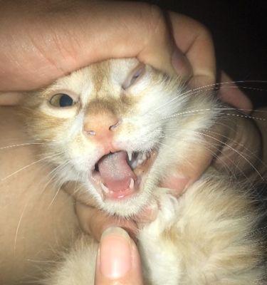揭秘小猫脸上的黑点是什么（探究小猫脸上黑点的成因及对健康的影响）