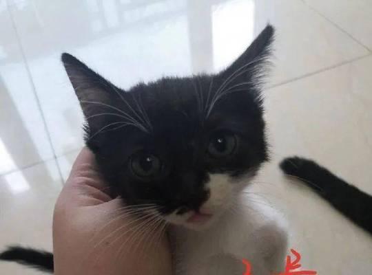 可爱小猫的抓人日常（一个小家伙的捣蛋史）