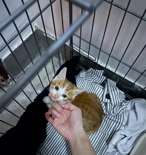 可爱小猫的抓人日常（一个小家伙的捣蛋史）