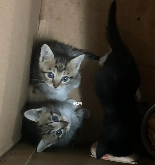 可爱小猫的抓人日常（一个小家伙的捣蛋史）