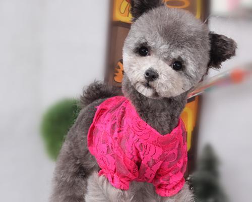 小猫流鼻涕为何变粉红色（探究小猫鼻涕变成粉红色的原因与应对方法）