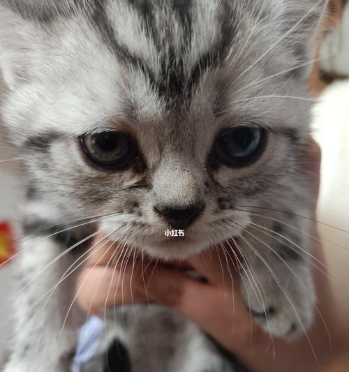 宠物小猫流鼻涕拉稀严重吗（了解小猫的健康状况）