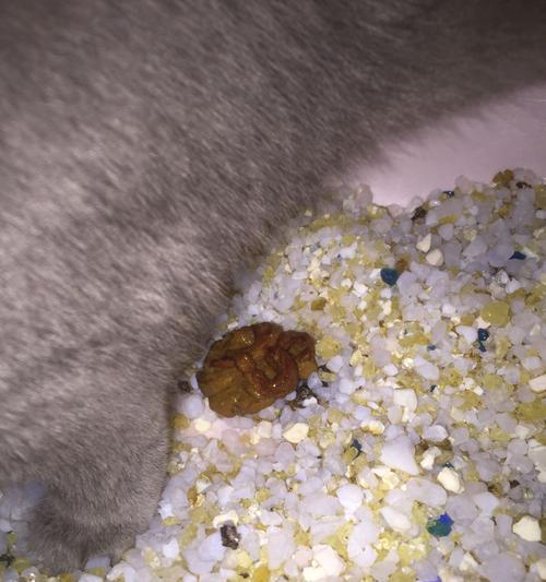 宠物小猫流鼻涕拉稀严重吗（了解小猫的健康状况）