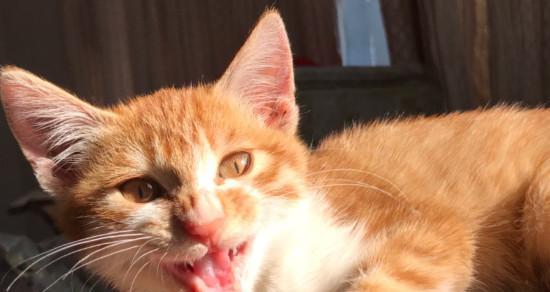 宠物小猫流鼻涕拉稀严重吗（了解小猫的健康状况）
