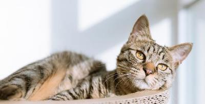 以小猫流的饮食需求和健康为考虑，该吃些什么（宠物猫的饮食需求和健康关系的探讨）