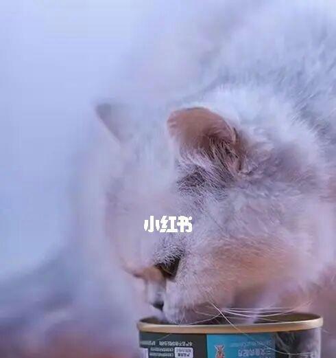 小猫猫罐头喂养指南（以宠物为主）