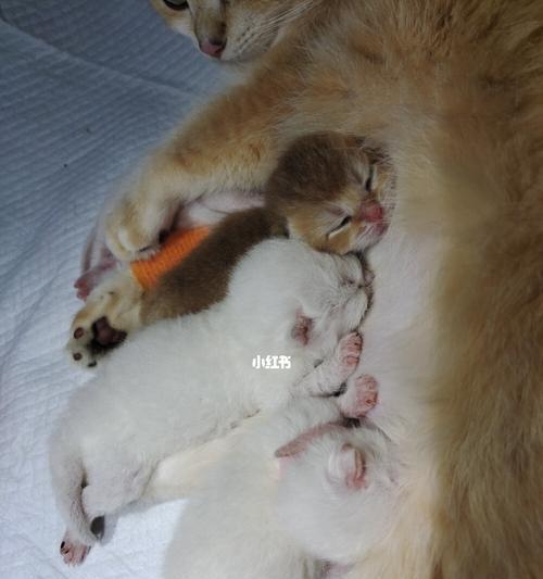 小猫猫与小奶猫拉肚子应该怎么办（以宠物为主）