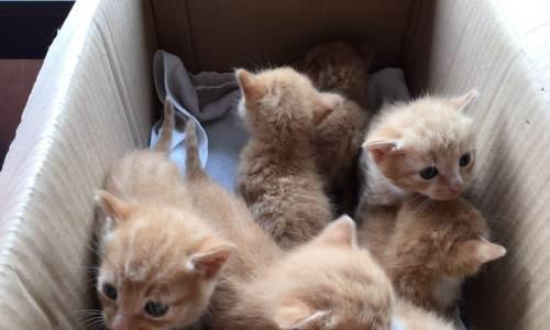 小猫猫与小奶猫拉肚子应该怎么办（以宠物为主）