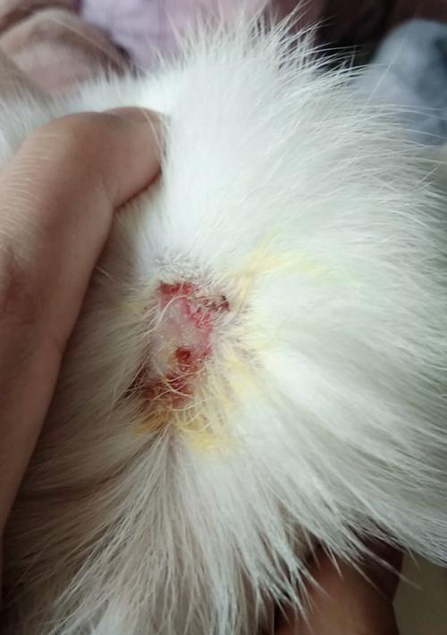 小猫猫癣该怎么办（以宠物为主）