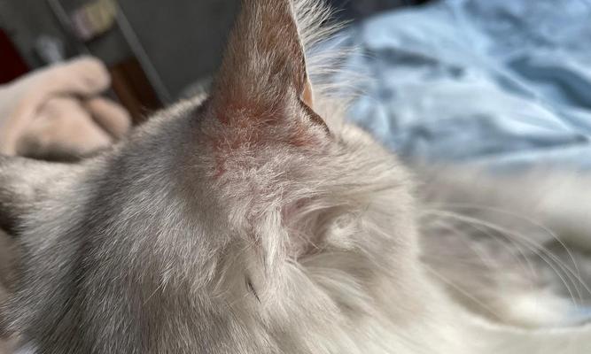 小猫猫癣该怎么办（以宠物为主）