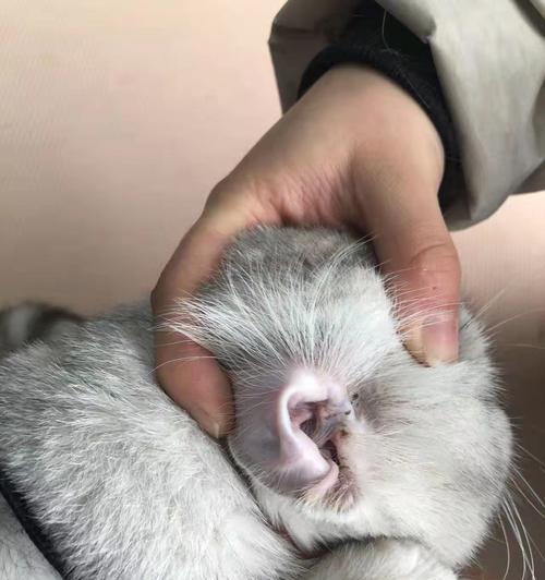 小猫没打疫苗能洗澡吗（宠物健康与清洁的平衡探讨）