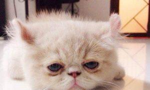 小猫没精神怎么办（用什么药可以让小猫恢复活力）