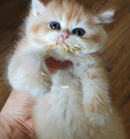 如何为没有母乳的小猫提供正确的营养（宠物善待者必读）
