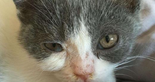 小猫突然死亡，引起宠物主人的重视