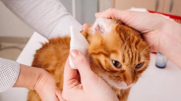 小猫突然死亡，引起宠物主人的重视