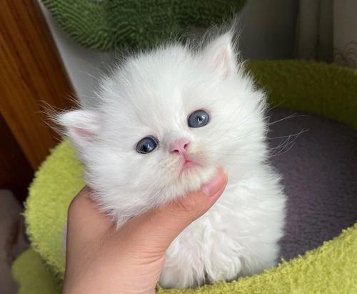 如何给宠物猫喂奶（掌握正确的喂奶技巧）