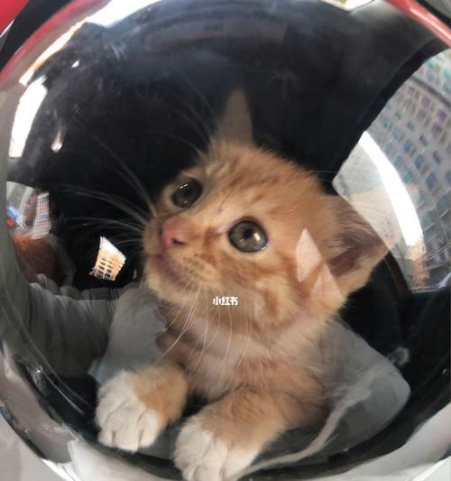 如何解决宠物小猫每天尿床问题（教你几招有效应对）