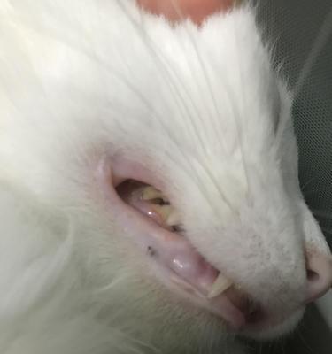 探秘小猫面部黑斑的奥秘（揭开小猫面部黑斑的成因与治疗方法）