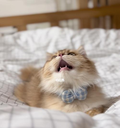 宠物猫突然老打嗝，你了解原因吗（揭秘猫咪常见的打嗝症状及其对应的治疗方式）