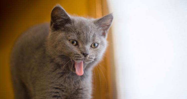 宠物猫突然老打嗝，你了解原因吗（揭秘猫咪常见的打嗝症状及其对应的治疗方式）